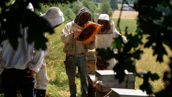 formation apiculture production d'essaims et de miel